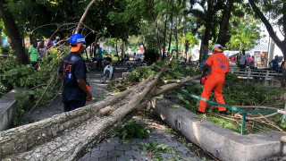 Les brigadiers de la Protection Civile débloquent des tronçons de routes, rues et espaces publics suite au passage de la tempête Laura le 23 août 2020. Photo prise dans le département du Sud, Haïti le 24/08/2020 - Protection Civile Locale (DGPC)